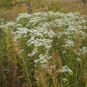 Eupatorium perfoliatum, Boneset