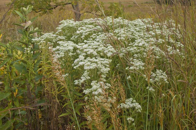 Eupatorium perfoliatum, Boneset