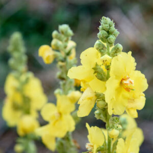 Mullein, Verbascum, Mullein Leaf, Mullein Tea, Mullein Plant, Mullein Benefits