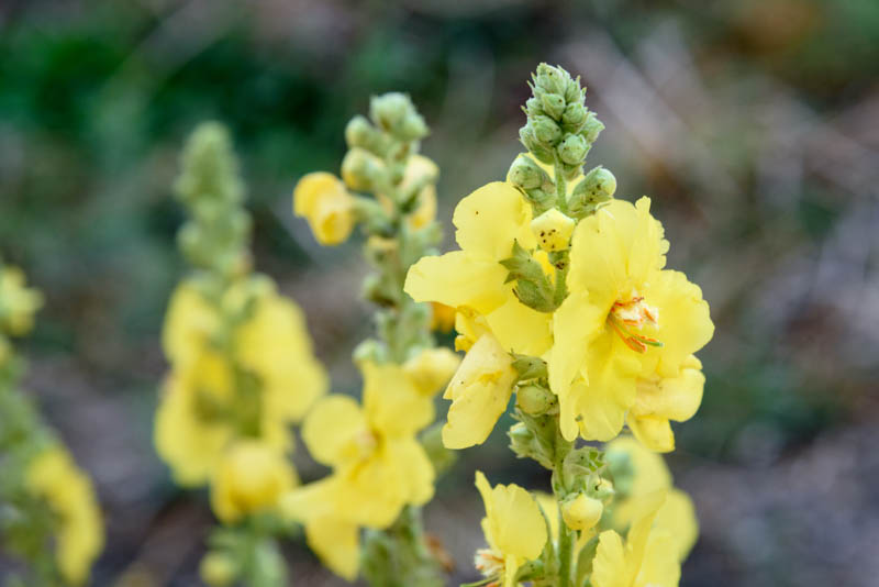 Can I Smoke Mullein? Smokable Herbs