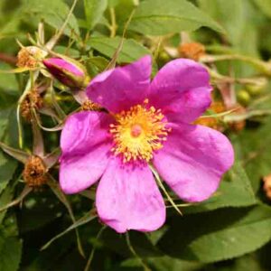 Rosa carolina, Carolina Rose, Pasture Rose, Shrub Roses, Pink roses, Hardy roses