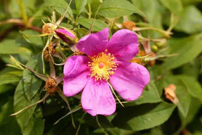 Rosa carolina, Carolina Rose, Pasture Rose, Shrub Roses, Pink roses, Hardy roses