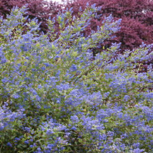 Ceanothus thyrsiflorus, Blueblossom, Bluebrush, Blue Blossom, Blue Flowers, Fragrant Shrubs, Evergreen Shrubs