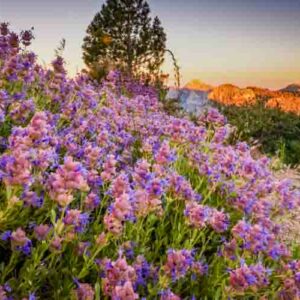 Salvia dorrii, Purple Sage, Gray Ball Sage, Dorri Sage, Desert Sage, Purple salvia, Purple Sage, Purple flowers
