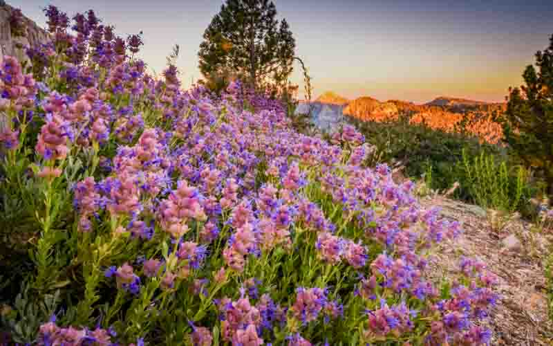 Salvia dorrii, Purple Sage, Gray Ball Sage, Dorri Sage, Desert Sage, Purple salvia, Purple Sage, Purple flowers