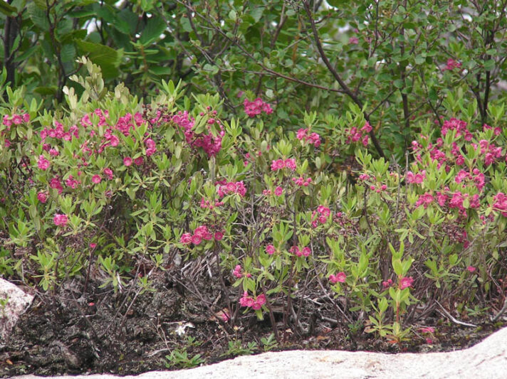 Kalmia angustifolia, Sheep Laurel, Lambkill Kalmia, Lambkill, Dwarf Laurel, Pig Laurel, Flowering shrub, evergreen shrub, pink flowers