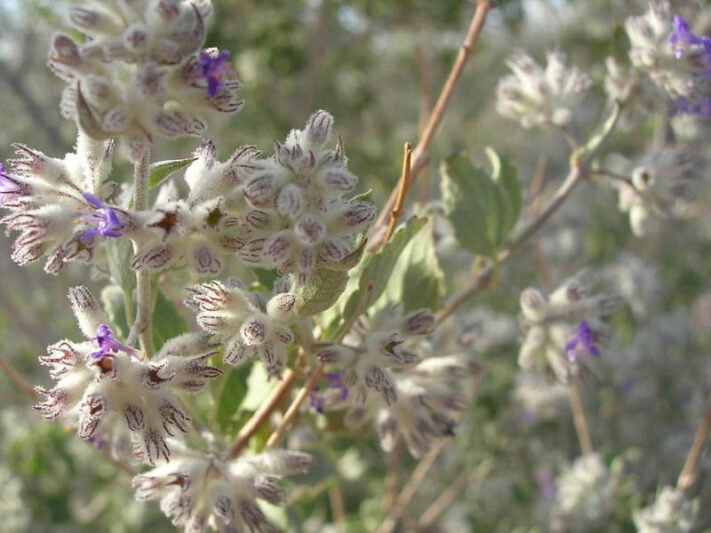 Hyptis emoryi, Desert Lavender, Condea emoryi, Purple flowers