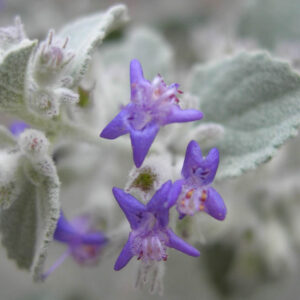 Hyptis emoryi, Desert Lavender, Condea emoryi, Purple flowers