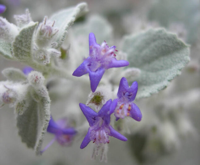 Hyptis emoryi, Desert Lavender, Condea emoryi, Purple flowers