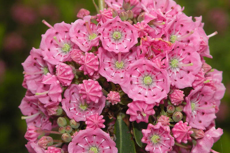 Kalmia angustifolia, Sheep Laurel, Lambkill Kalmia, Lambkill, Dwarf Laurel, Pig Laurel, Flowering shrub, evergreen shrub, pink flowers