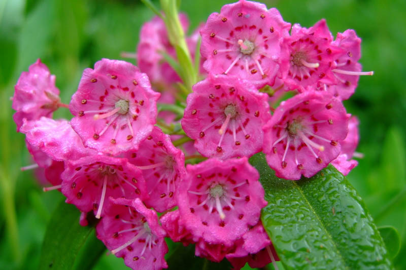 Kalmia angustifolia, Sheep Laurel, Lambkill Kalmia, Lambkill, Dwarf Laurel, Pig Laurel, Flowering shrub, evergreen shrub, pink flowers