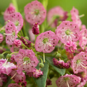 Kalmia angustifolia, Sheep Laurel, Lambkill Kalmia, Lambkill, Dwarf Laurel, Pig Laurel, Flowering shrub, evergreen shrub, pink flowers