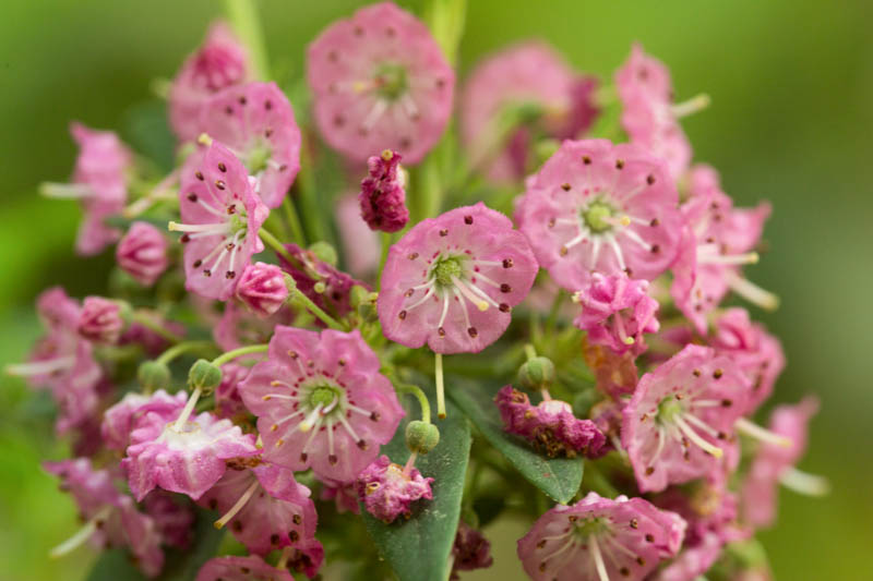 Kalmia angustifolia, Sheep Laurel, Lambkill Kalmia, Lambkill, Dwarf Laurel, Pig Laurel, Flowering shrub, evergreen shrub, pink flowers