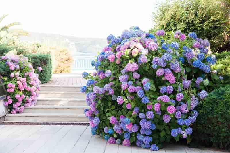Hydrangea macrophylla, Bigleaf Hydrangea, Big Leaf Hydrangea, Blue Hydrangea, Pink Hydrangea