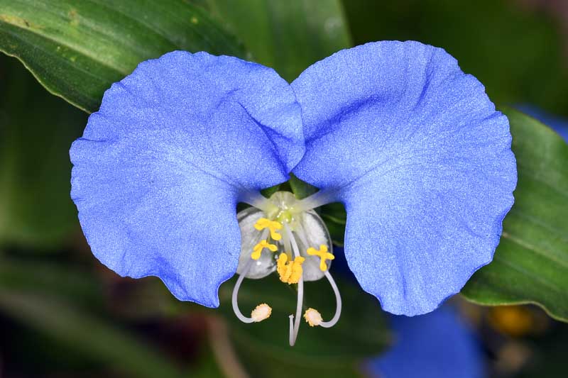 Commelina erecta, Dayflower, Widow's Tears, White-Mouth Dayflower, Slender Dayflower, Scrub Dayflower, Blue Flowers, Purple Flowers, Blue Perennial