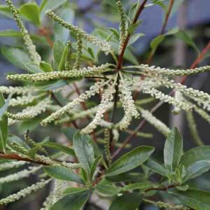 Cyrilla racemiflora, Titi, Swamp Titi, Black Titi, White Titi, Red Titi, Leatherwood, Swamp Cyrilla, American Cyrilla, Burnwood Bark, Palo Colorado, Evergreen Tree, White flowers