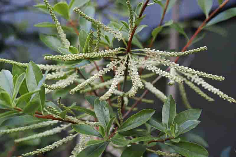 Cyrilla racemiflora, Titi, Swamp Titi, Black Titi, White Titi, Red Titi, Leatherwood, Swamp Cyrilla, American Cyrilla, Burnwood Bark, Palo Colorado, Evergreen Tree, White flowers