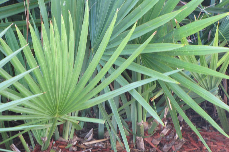 Saw Palmetto, Serenoa repens, Native Palm, Palm Tree,