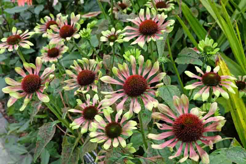 Echinacea Purpurea 'Green Twister',Coneflower 'Green Twister', Pink coneflower, Pink coneflowers, Pink Echinacea, Coneflower, Coneflowers