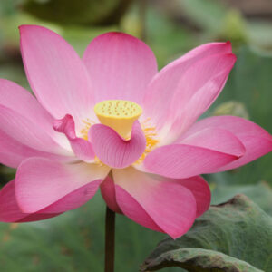 Nelumbo nucifera, Sacred Lotus, Chinese Arrowroot, Chinese Waterlily, East Indian Lotus, Egyptian Sacred Bean, Padma, Water Bean, Indian Lotus, Eastern Lotus