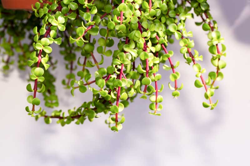 Portulacaria afra, Elephant Food, Elephant Bush, Dwarf Jade, Miniature Jade, Small Leaf Jade, green succulent