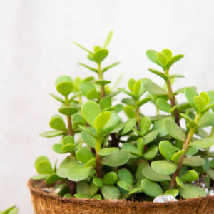 Portulacaria afra, Elephant Food, Elephant Bush, Dwarf Jade, Miniature Jade, Small Leaf Jade, green succulent