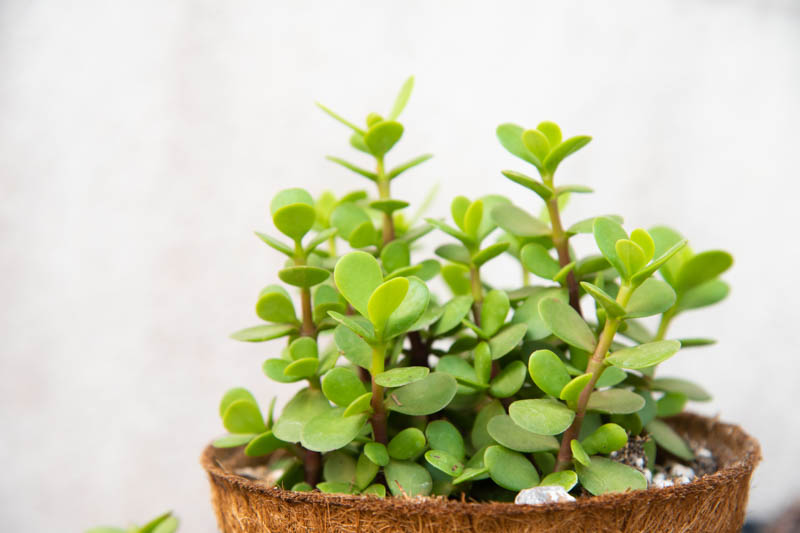 Portulacaria afra, Elephant Food, Elephant Bush, Dwarf Jade, Miniature Jade, Small Leaf Jade, green succulent