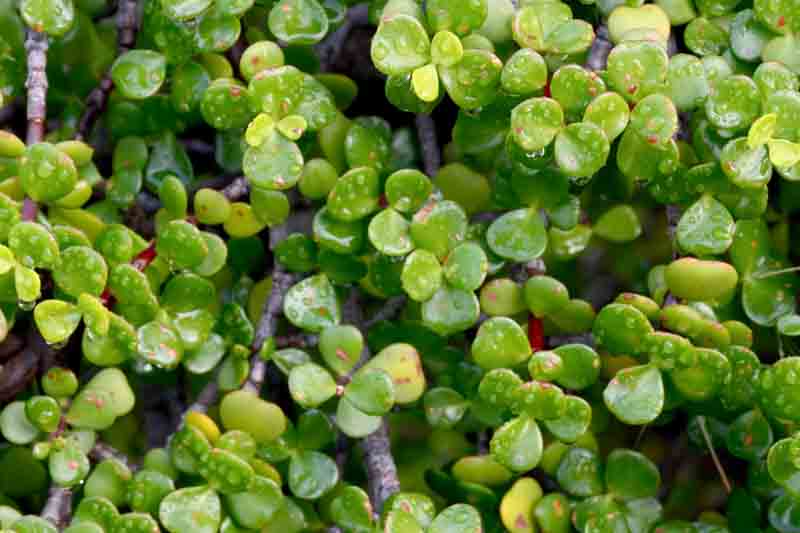 Portulacaria afra, Elephant Food, Elephant Bush, Dwarf Jade, Miniature Jade, Small Leaf Jade, green succulent
