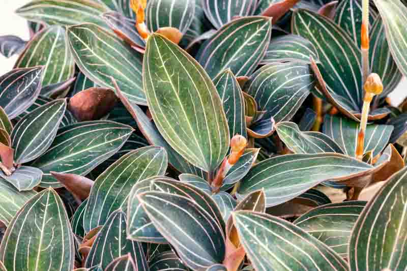 Jewel Orchid, Ludisia, Ludisia discolor, terrarium, houseplant