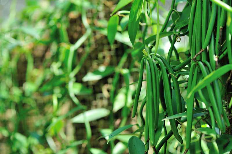 Vanilla Orchid, Vanilla Bean Orchid, Vanilla, Vanilla planifolia, Orchid, Orchids