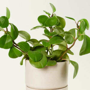 peperomia obtusifolia, baby rubber plant, house plant, houseplant