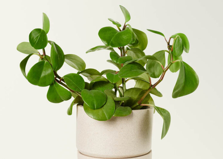 peperomia obtusifolia, baby rubber plant, house plant, houseplant