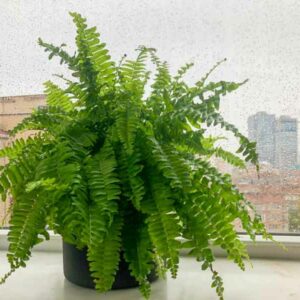 Boston Fern, Nephrolepis exaltata, Boston Swordfern, Boss Fern, Ladder Fern, Wild Boston Fern, Evergreen Fern, Shade plants, shade perennial, plants for shade