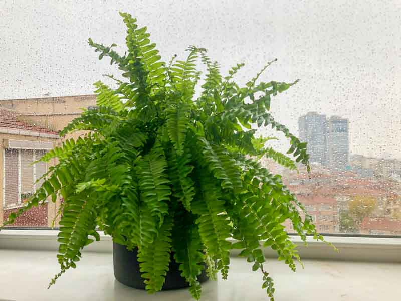 Boston Fern, Nephrolepis exaltata, Boston Swordfern, Boss Fern, Ladder Fern, Wild Boston Fern, Evergreen Fern, Shade plants, shade perennial, plants for shade