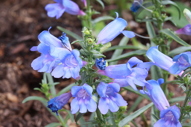 Penstemon heterophyllus, Bunchleaf Penstemon, Bunchleaf Beardtongue, Foothill Penstemon, Foothill Beardtongue, California Native Plants