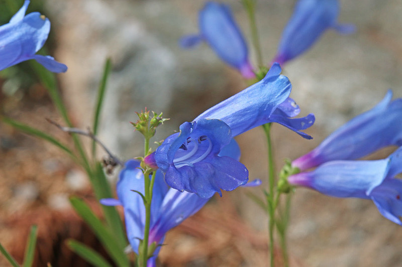 Penstemon heterophyllus, Bunchleaf Penstemon, Bunchleaf Beardtongue, Foothill Penstemon, Foothill Beardtongue, California Native Plants