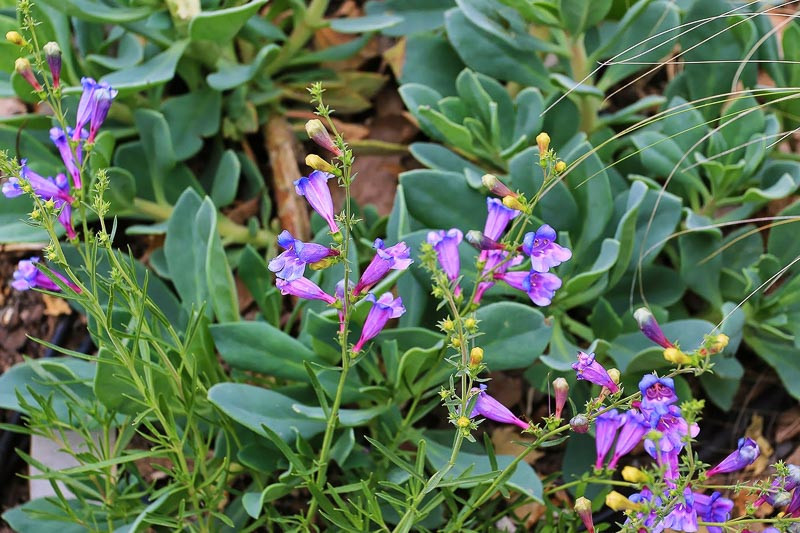 Penstemon heterophyllus, Bunchleaf Penstemon, Bunchleaf Beardtongue, Foothill Penstemon, Foothill Beardtongue, California Native Plants