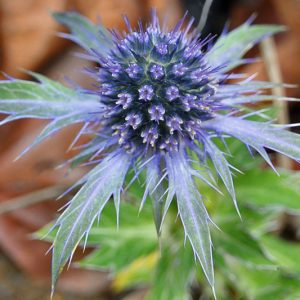 Eryngium alpinum, Eryngium amesthystinum, Eryingium bourgatii, Eryngium giganteum, Eryngium maritimum, Eryngium pandanifolium, Eryngium planum, eryngium variifolium, Eryngium x oliverianum, Eryngium x tripartitum, Eryngium x zabelii, Eryngium yuccifolium