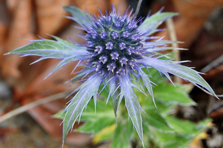 Eryngium alpinum, Eryngium amesthystinum, Eryingium bourgatii, Eryngium giganteum, Eryngium maritimum, Eryngium pandanifolium, Eryngium planum, eryngium variifolium, Eryngium x oliverianum, Eryngium x tripartitum, Eryngium x zabelii, Eryngium yuccifolium