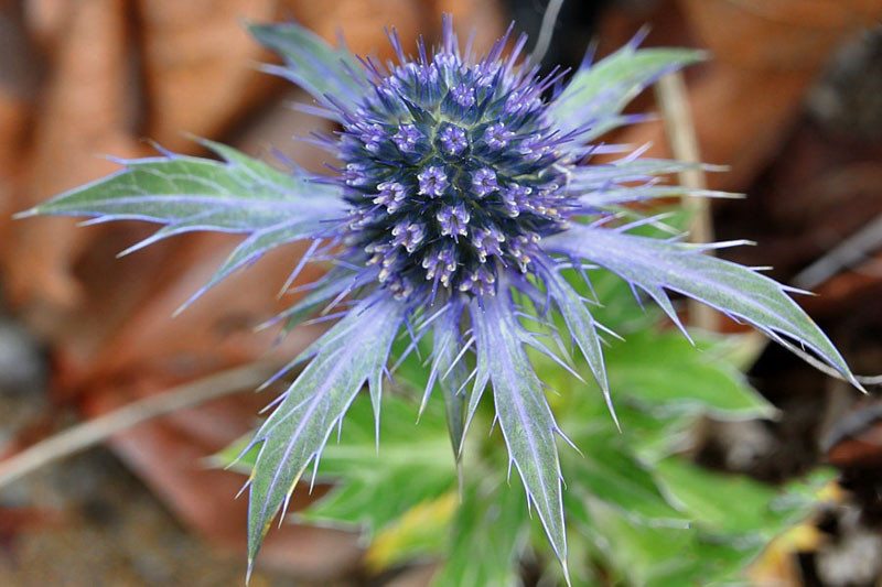 Blue Glitter Sea Holly, Eryngium planum Blue Glitter