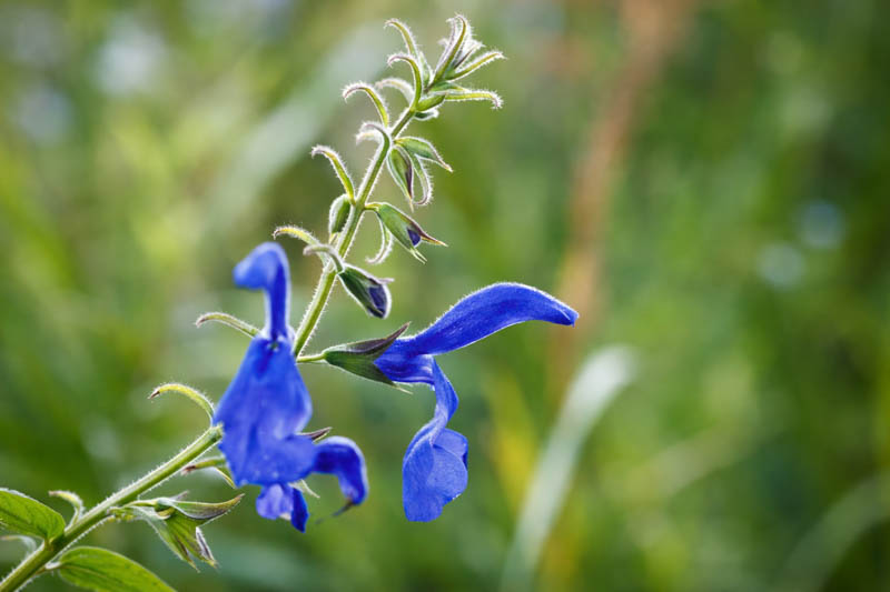 Salvia Patens 'Guanajuato', Gentian Sage 'Guanajuato', Spreading Sage 'Guanajuato', Blue-flowered Sage 'Guanajuato', Blue Salvia, Blue Sage, Blue flowers