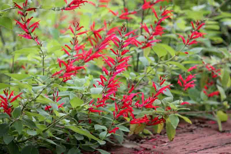 Pineapple Sage, Salvia elegans. Sage, Salvia, Edible Flowers