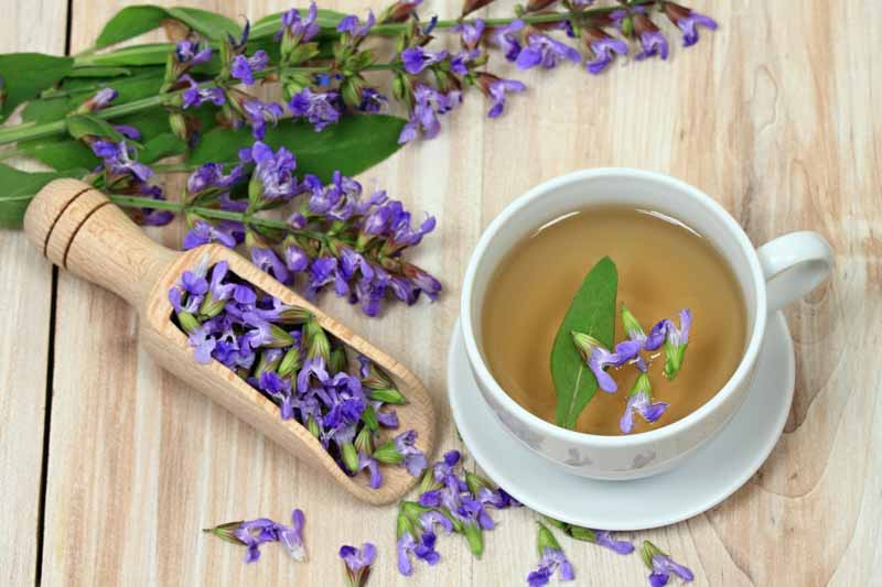 Sage, Sage Herb, Sage Plant, Garden Sage, Sauge, Salvia officinalis, Herb, Herbs
