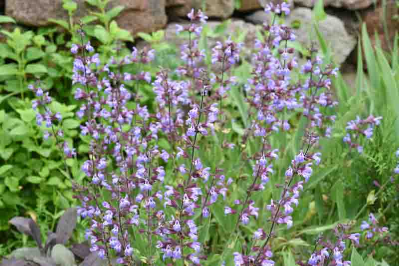 Sage, Sage Herb, Sage Plant, Garden Sage, Sauge, Salvia officinalis, Herb, Herbs