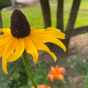 Rudbeckia maxima, Giant Coneflower, Great Coneflower, Giant Brown-eyed Susan, Cabbage Coneflower, Tall Coneflower, Tall Rudbeckia