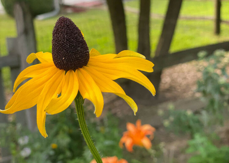 Rudbeckia maxima, Giant Coneflower, Great Coneflower, Giant Brown-eyed Susan, Cabbage Coneflower, Tall Coneflower, Tall Rudbeckia