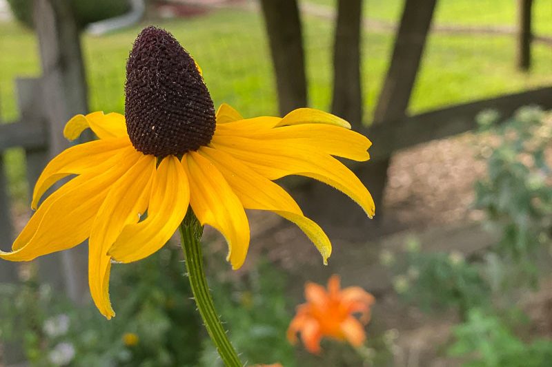 Rudbeckia maxima, Giant Coneflower, Great Coneflower, Giant Brown-eyed Susan, Cabbage Coneflower, Tall Coneflower, Tall Rudbeckia