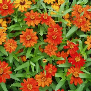 Zinnia Profusion Orange, Zinnia Elegans Profusion Orange, Zinnia Angustifolia Profusion Orange, Orange Zinnia, Orange Flowers, Drought tolerant plants, heat tolerant plants, Humidity tolerant plants