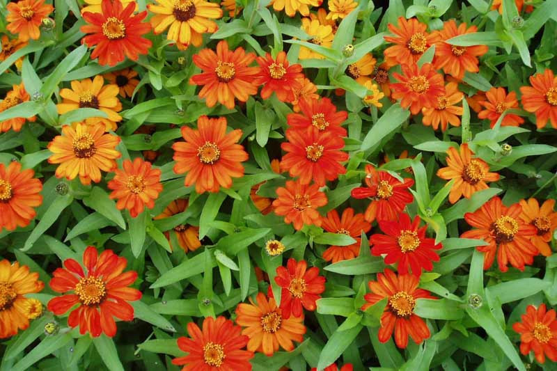 Zinnia Profusion Orange, Zinnia Elegans Profusion Orange, Zinnia Angustifolia Profusion Orange, Orange Zinnia, Orange Flowers, Drought tolerant plants, heat tolerant plants, Humidity tolerant plants