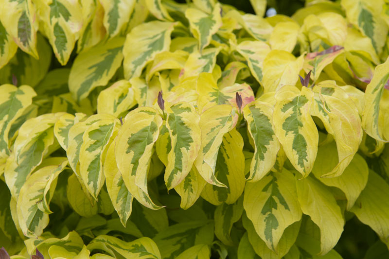 cornus florida Cherokee Sunset, Cherokee Sunset Dogwood